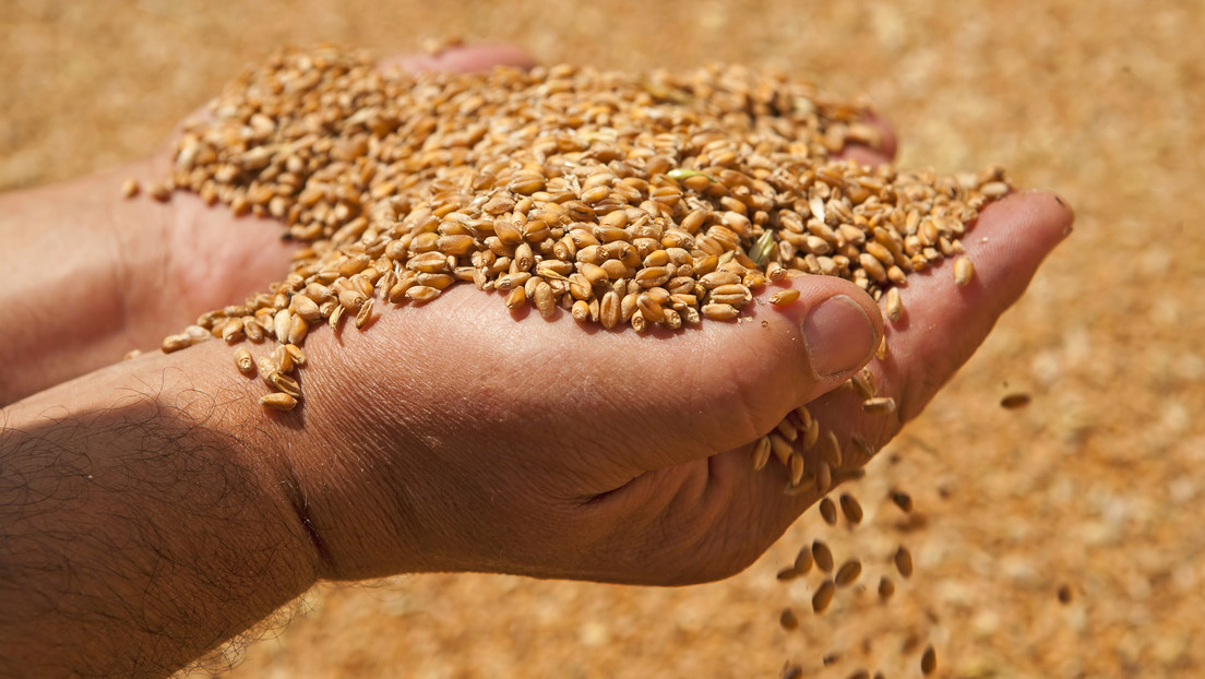 Las reservas mundiales del trigo están a unas 10 semanas de agotarse: ¿Cómo se llegó a tal situación y quién es el culpable?