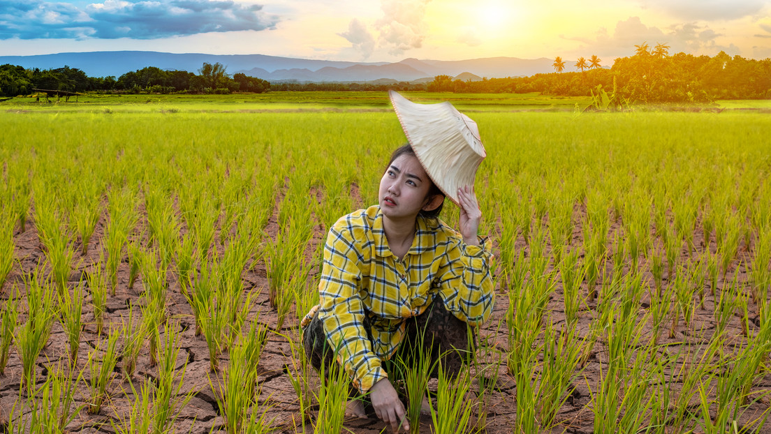 Científicos chinos descubren un gen que puede hacer el arroz más resistente a la sequía