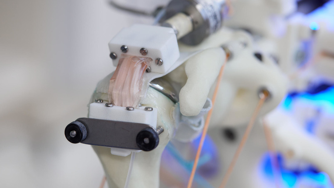Cultivan con éxito tejidos humanos en esqueletos robóticos en movimiento