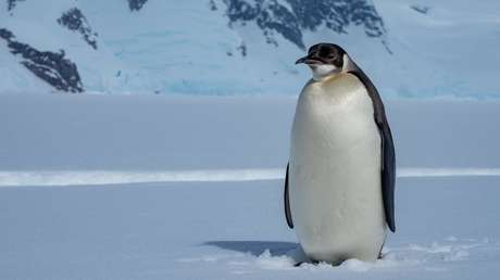 Advierten que los pingüinos emperador corren el riesgo de extinguirse en los próximos 30-40 años a causa del cambio climático