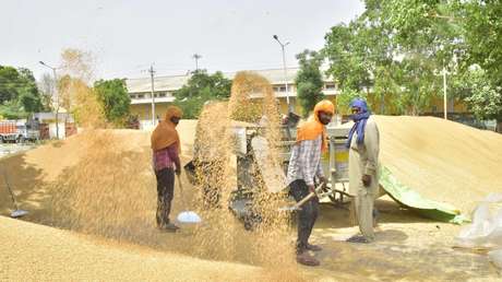 La India anuncia la prohibición de las exportaciones de trigo con "efecto inmediato"