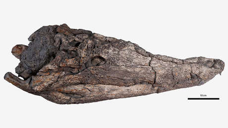 Descubren una nueva especie de cocodrilo primitivo que habitó en Asia hace 39 millones de años