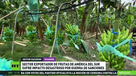 El sector exportador de frutas de América del Sur sufre un impacto desastroso por las sanciones a Rusia