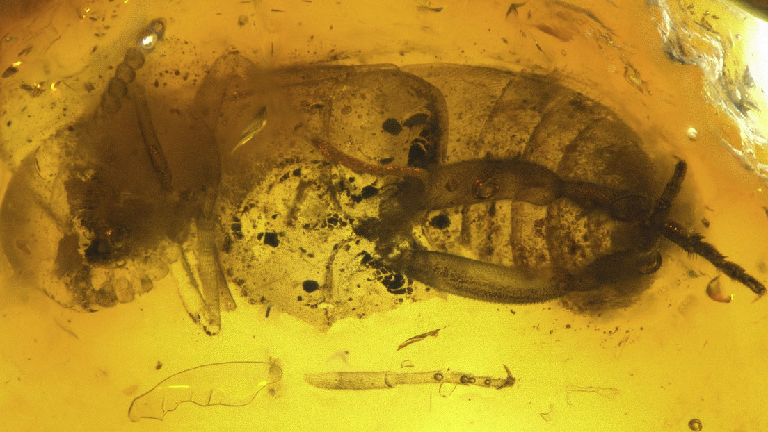 Descubren una nueva especie de escarabajo de 95 millones de años conservada en ámbar en Siberia