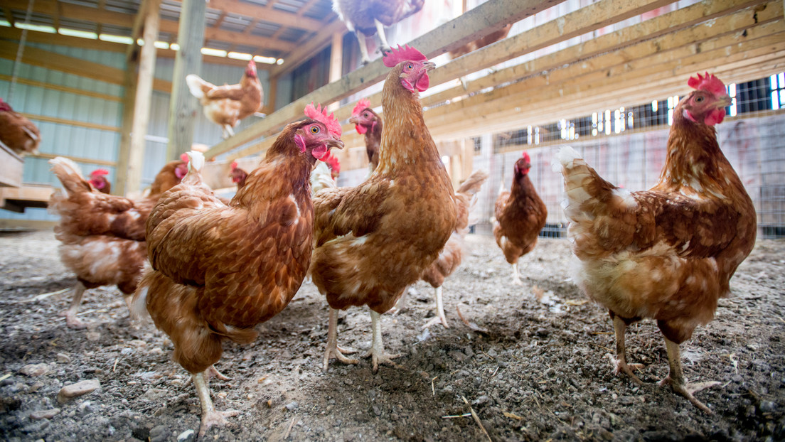 La agricultura del arroz hizo bajar a los pollos de los árboles y permitió su domesticación