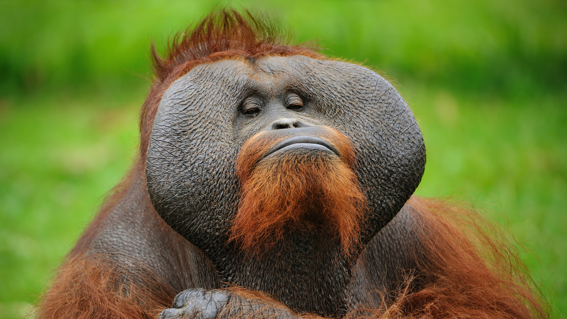 VIDEO: El ataque de un orangután a un hombre en un zoológico muestra el peligro de la enorme fuerza de estos simios