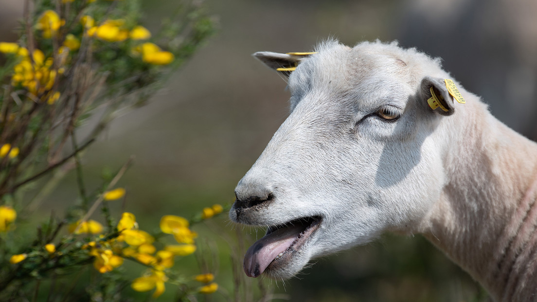 Nueva Zelanda impone tasas a las emisiones por las flatulencias de vacas y ovejas