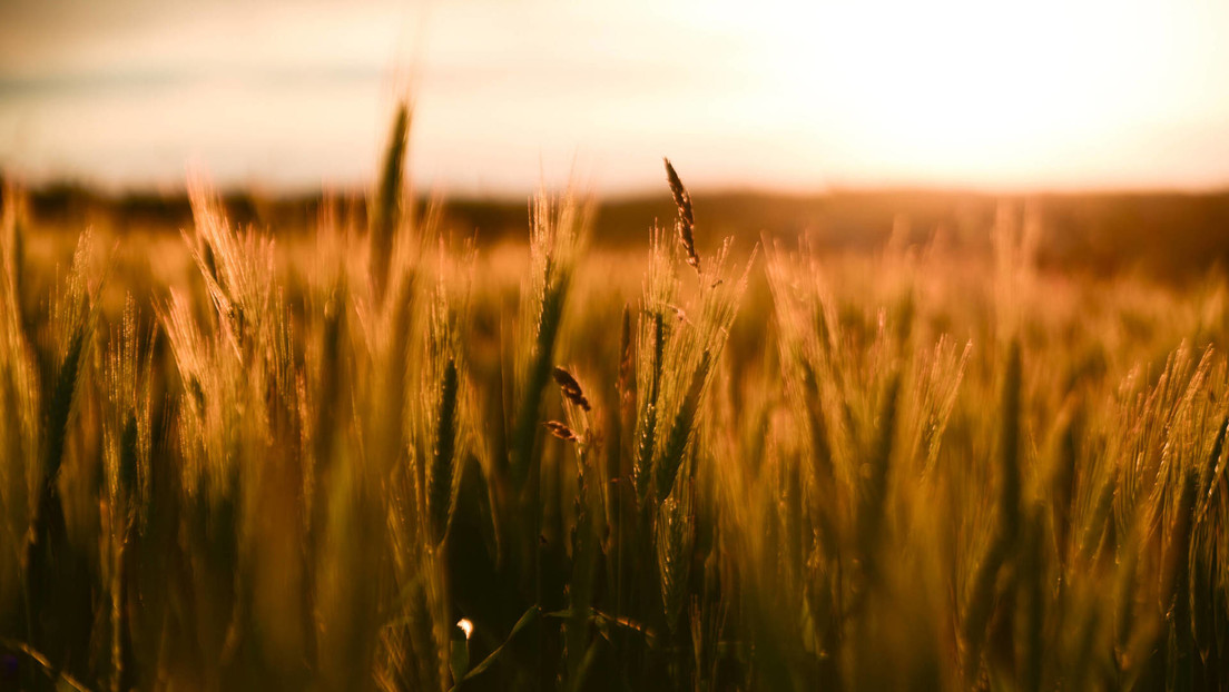 Rusia pone sus condiciones para levantar la prohibición de exportar cereales al mercado mundial