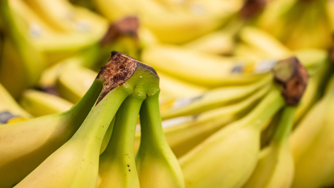 Esconden más de 800 kilos de cocaína en bananas colombianas (y terminan en dos supermercados checos)