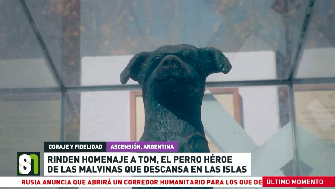 Argentina conmemora los 40 años del fin de la guerra de las Malvinas y rinde homenaje a Tom, el perro héroe de las islas