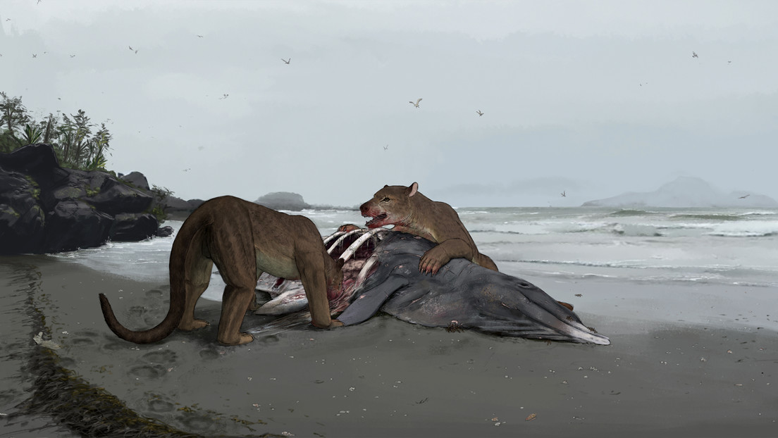 Descubren un nuevo género de 'perro oso' gigante que habitó en Europa hace 12 millones de años