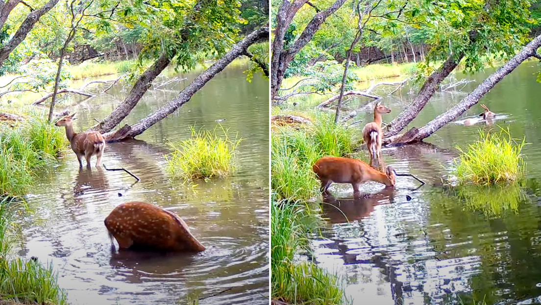 VIDEO: Filman por primera vez en la historia a ciervos sika buceando en busca de comida