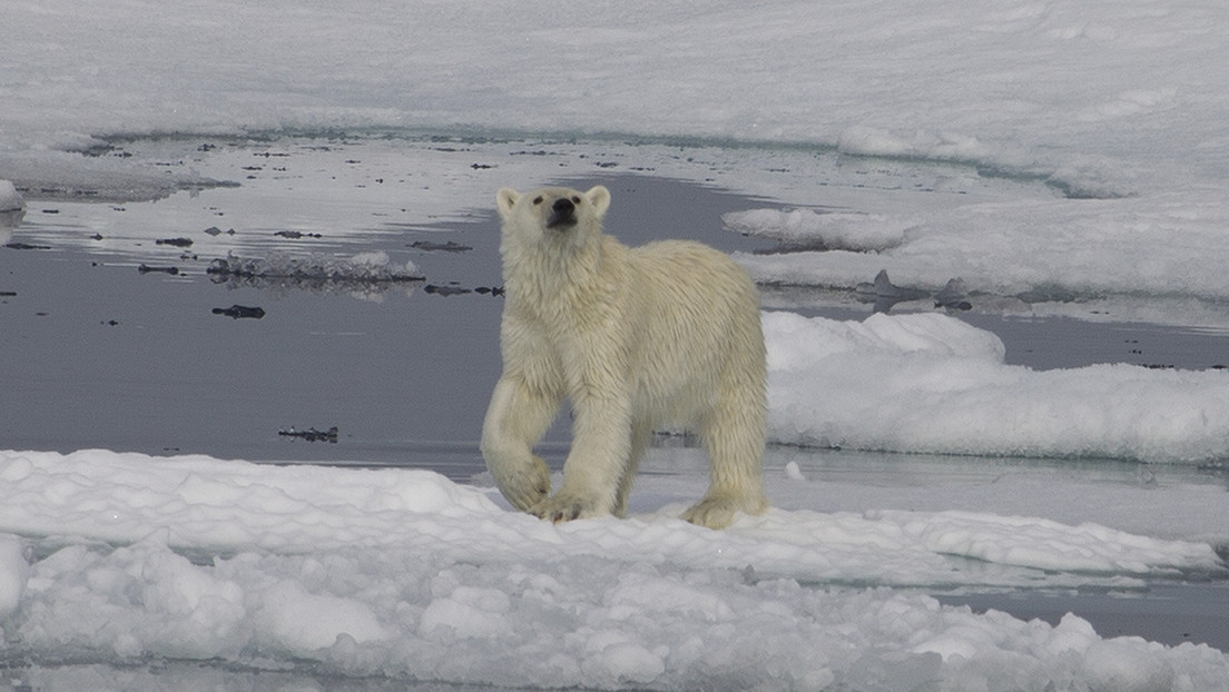Identifican una nueva subespecie de oso polar en el sur de Groenlandia que no depende de los hielos marinos para subsistir