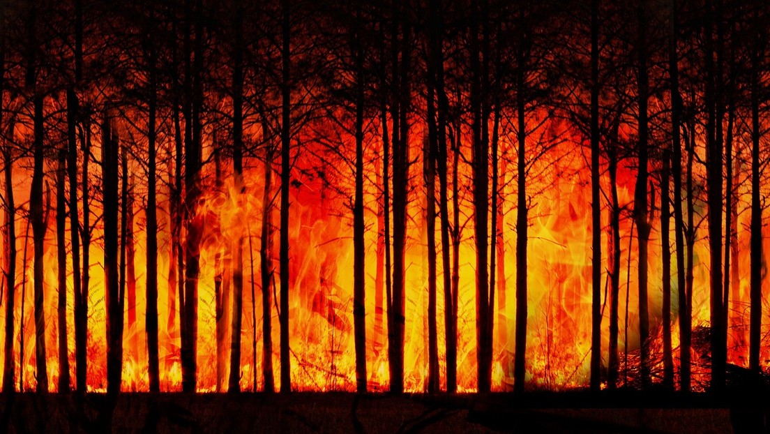 Descubren vestigios de los incendios forestales más antiguos jamás detectados