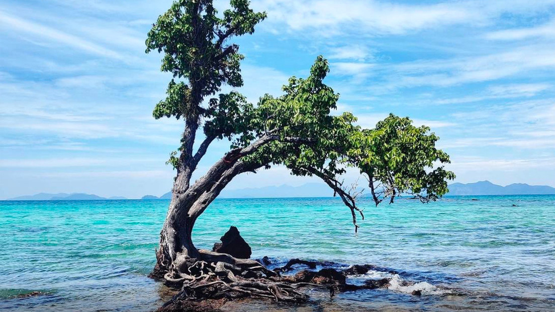El árbol que ocupa todo un islote en Tailandia se encuentra en peligro por causa del turismo