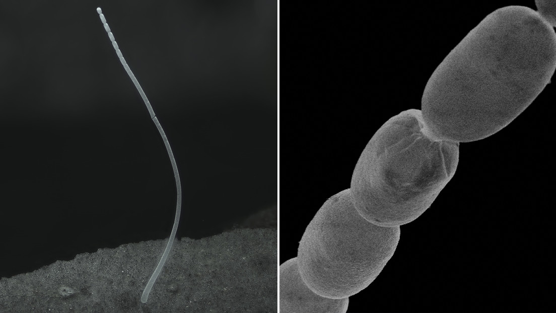 Descubren la bacteria más grande del mundo que se puede ver a simple vista