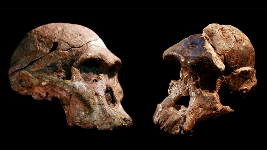 Descubren que los restos de 'Australopithecus' hallados en una cueva sudafricana son casi 1 millón de años más antiguos de lo que se creía