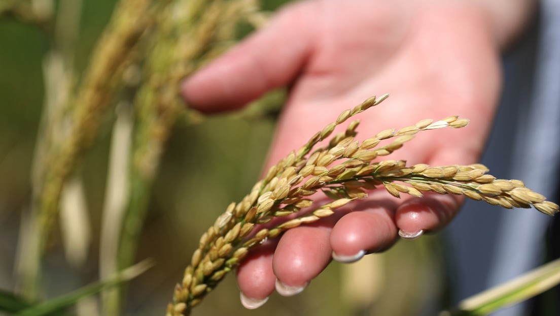 Rusia restringe temporalmente las exportaciones de arroz y aminoácidos forrajeros