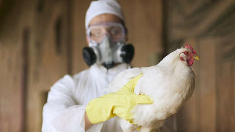 El 73 % de los animales sacrificados en EE.UU. por el brote de gripe aviar fueron "horneados vivos"