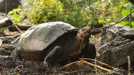 Una tortuga gigante que se creía extinta desde hace 100 años 'asoma la cabeza' en las islas Galápagos