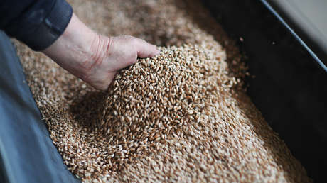 Alemania planea exportar grano desde Ucrania por ferrocarril para "evitar una hambruna mundial"