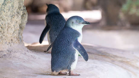 Cientos de ejemplares del pingüino más pequeño del mundo aparecen muertos en las costas de Nueva Zelanda