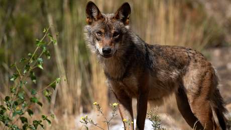 Temor por la suerte de una importante población de lobos en España tras el gran incendio en Sierra de la Culebra