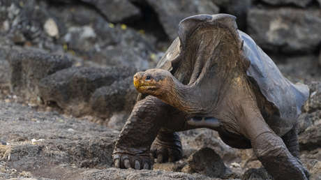 Biólogos revelan secretos de la longevidad de las tortugas y los anfibios