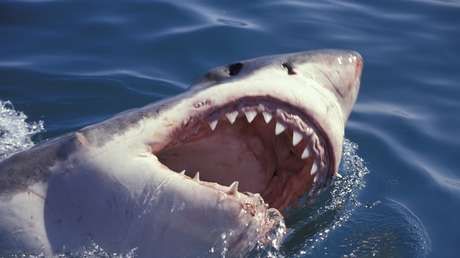 Un tiburón ataca a un nadador en una playa de California y varios testigos logran rescatarlo con una tabla de surf (VIDEO)
