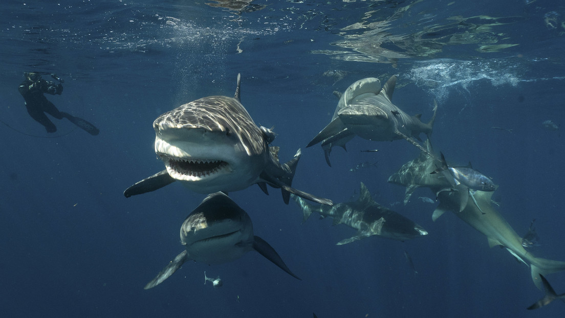 Una mujer austriaca muere atacada por un tiburón en el mar Rojo en Egipto