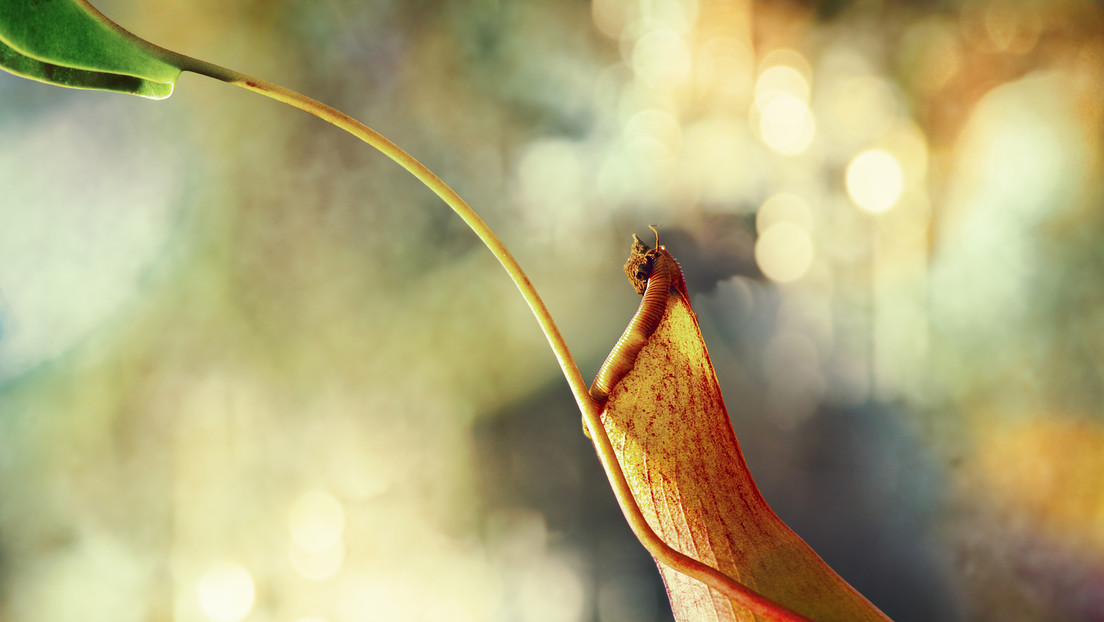 Nepenthes pudica