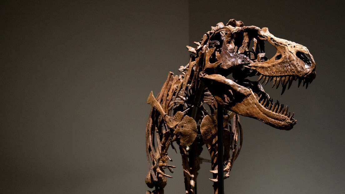 Anuncian la subasta del esqueleto de una rara especie de dinosaurio carnívoro pariente del 'Tyrannosaurus rex' (VIDEO)