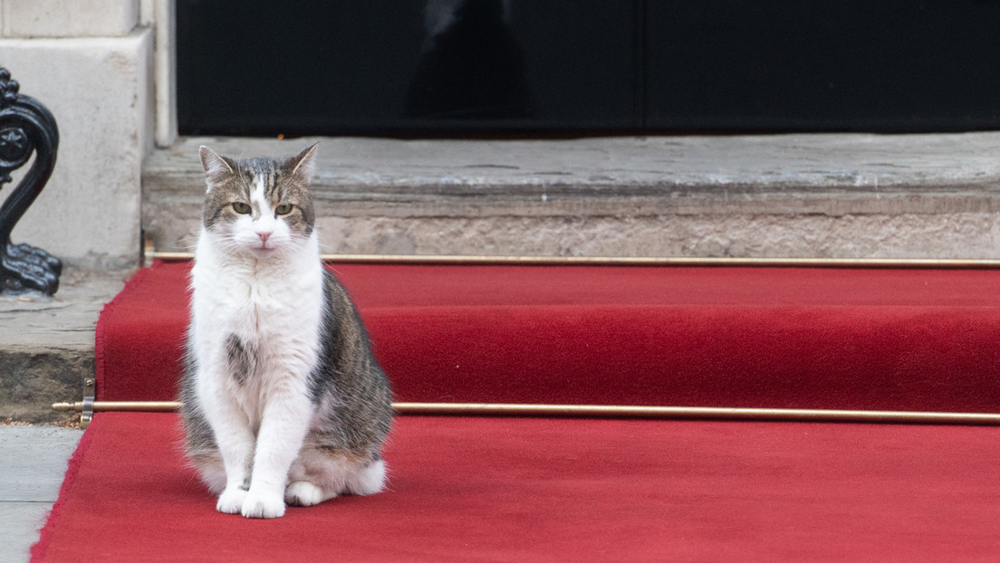 "O se va él o me voy yo": Larry, el gato del 10 de Downing Street, 'insta' a Johnson a dimitir