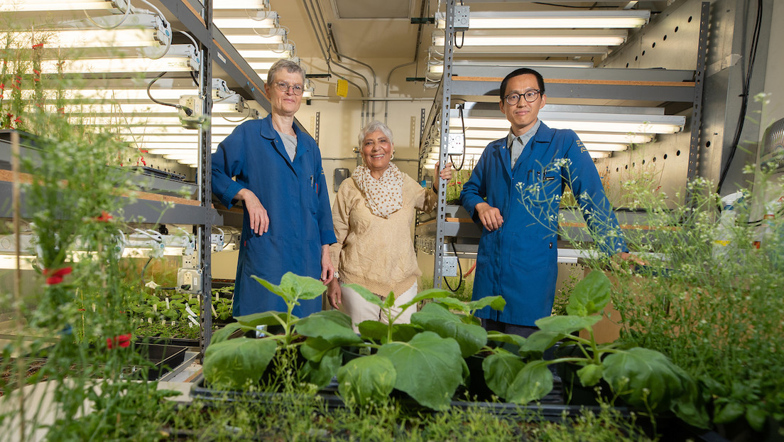 Descubren que las plantas producen su propia aspirina para protegerse del estrés ambiental