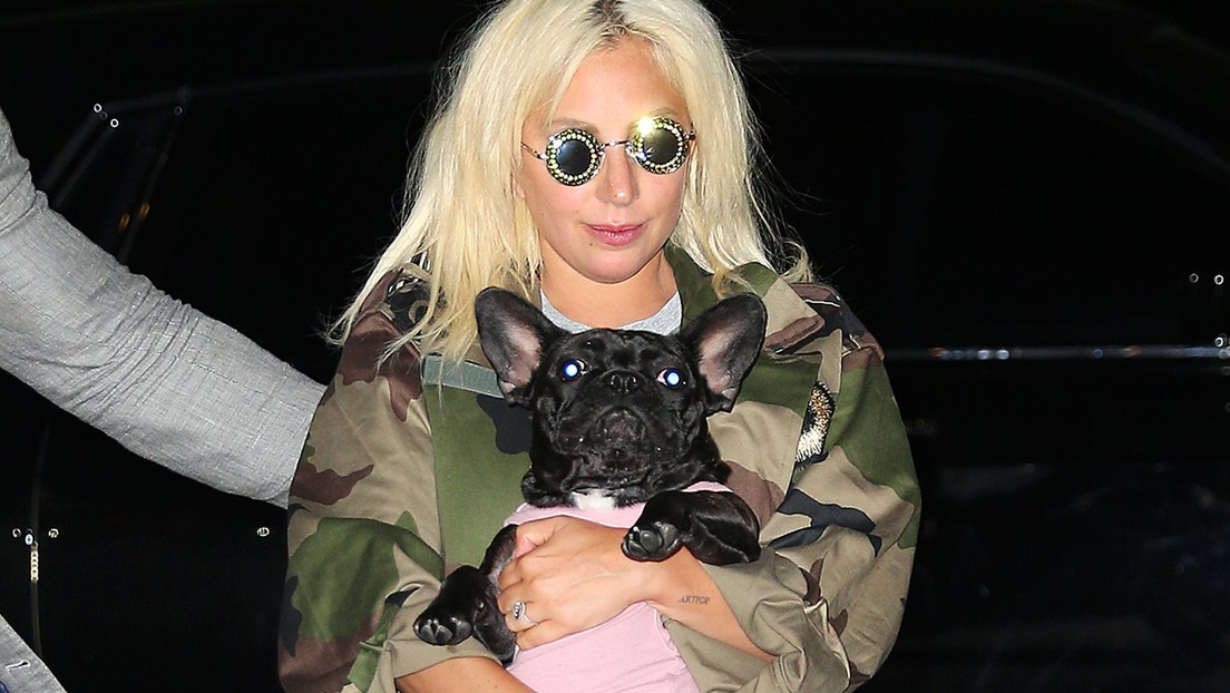 Buscan en EE.UU. al secuestrador de perros de Lady Gaga que fue liberado por error