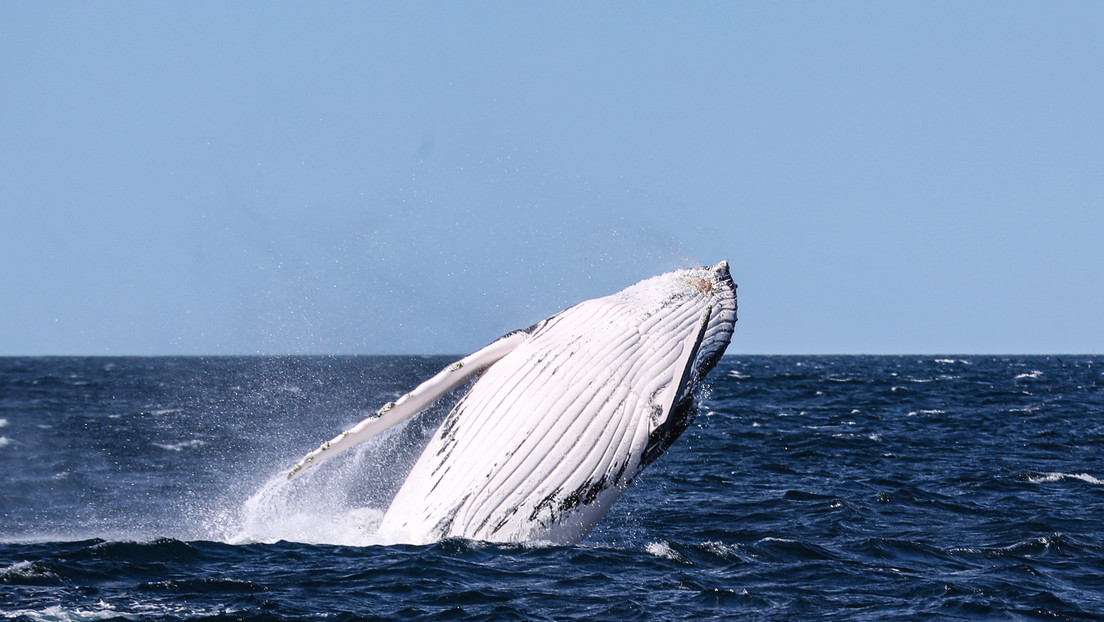 Una ballena jorobada salta y golpea una embarcación  