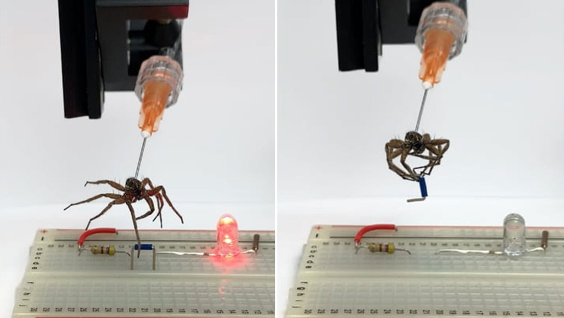Convierten arañas muertas en 'necrobots' que pueden servir como pinzas mecánicas (VIDEO)