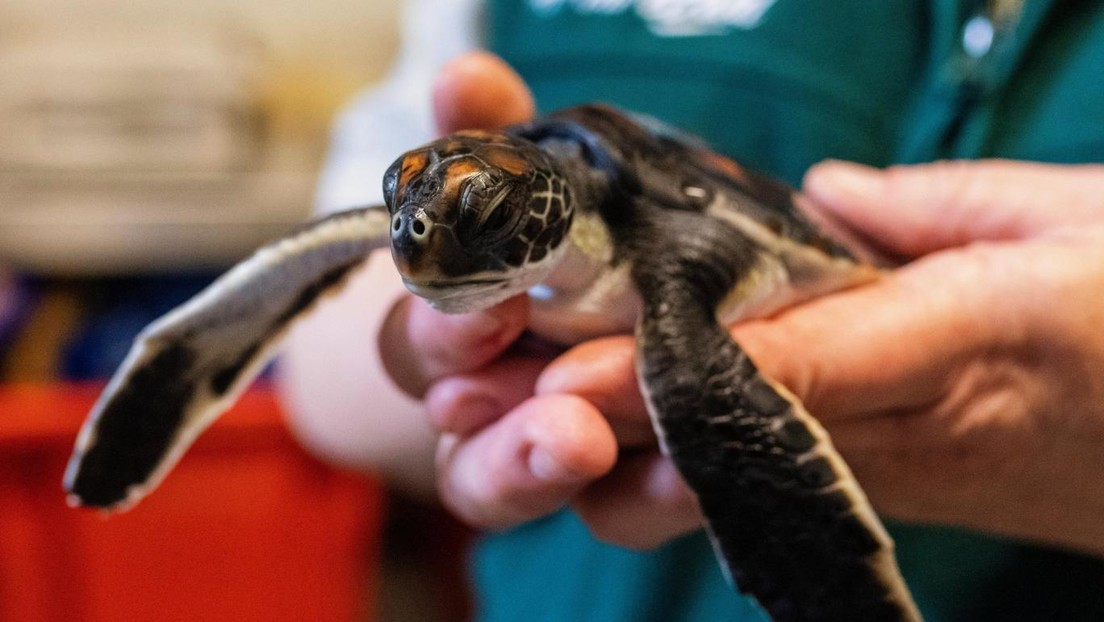 Una cría de tortuga marina defeca "puro plástico" durante 6 días después de ser rescatada (VIDEO)