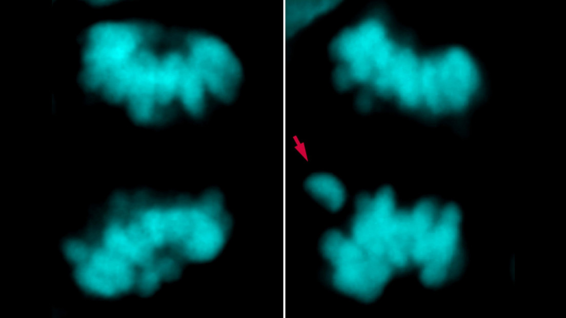 Encuentran la diferencia clave entre el cerebro de los humanos y el de sus antepasados más cercanos