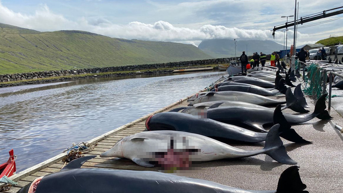Matan 100 delfines en Dinamarca en la "cacería más grande de esta especie en más de 120 años"