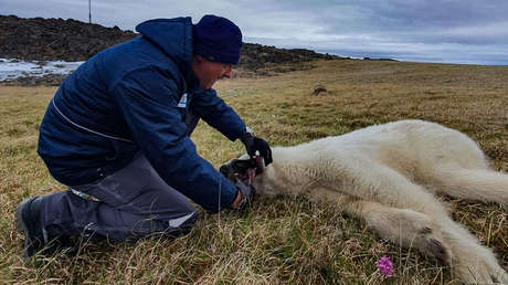 Un perro salva a su dueña del ataque de una osa-idesotv-noticias-ica Veterinarios rusos salvan a la osa polar que tenía una lata atorada en la boca (VIDEO, FOTOS)