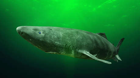 Un antiguo tiburón que se alimenta de osos polares es vislumbrado en el Caribe, a miles de kilómetros de su hábitat natural