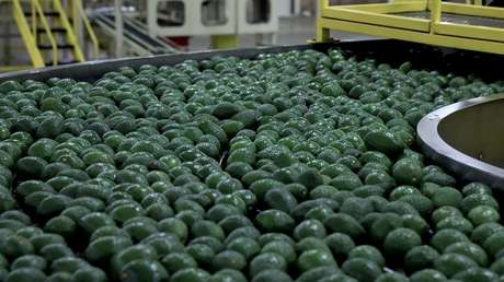 El estado mexicano de Jalisco exporta por primera vez aguacate a EE.UU.