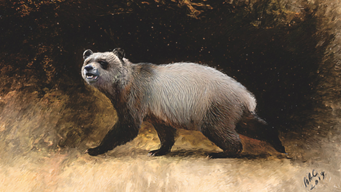 Hallan en Bulgaria fósiles de la última especie de panda que vivió en Europa hace seis millones de años