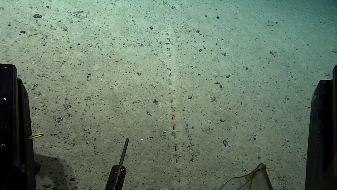 FOTO: Descubren extraños agujeros ordenados en el fondo del Atlántico