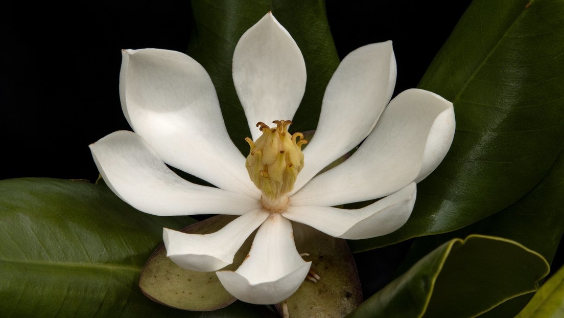 Encuentran en Haití una especie de magnolia que se creía perdida para la ciencia durante 97 años