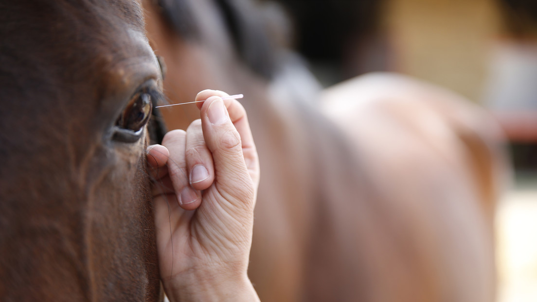 China publica el primer estándar nacional para el uso de acupuntura en caballos