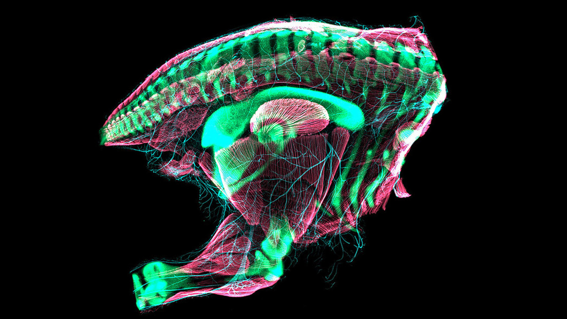 Descubren que los embriones de aves son asombrosamente parecidos a los dinosaurios