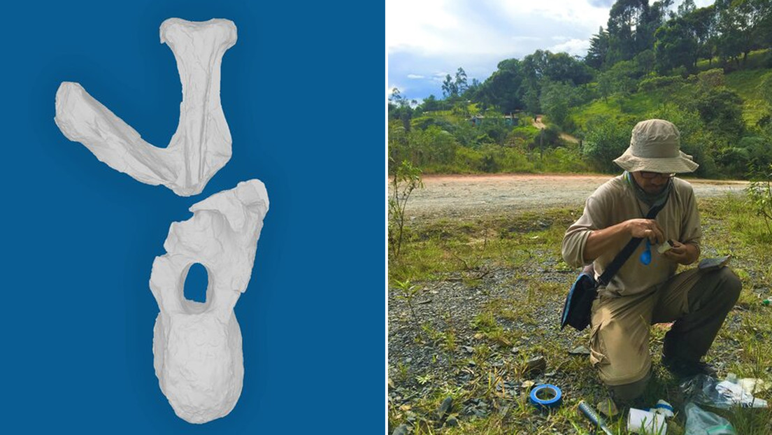 Descubren en Colombia una nueva especie de dinosaurio (y su nombre tiene que ver con el acuerdo de paz)