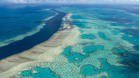 La cobertura de los corales de la Gran Barrera australiana alcanza niveles récord en 36 años
